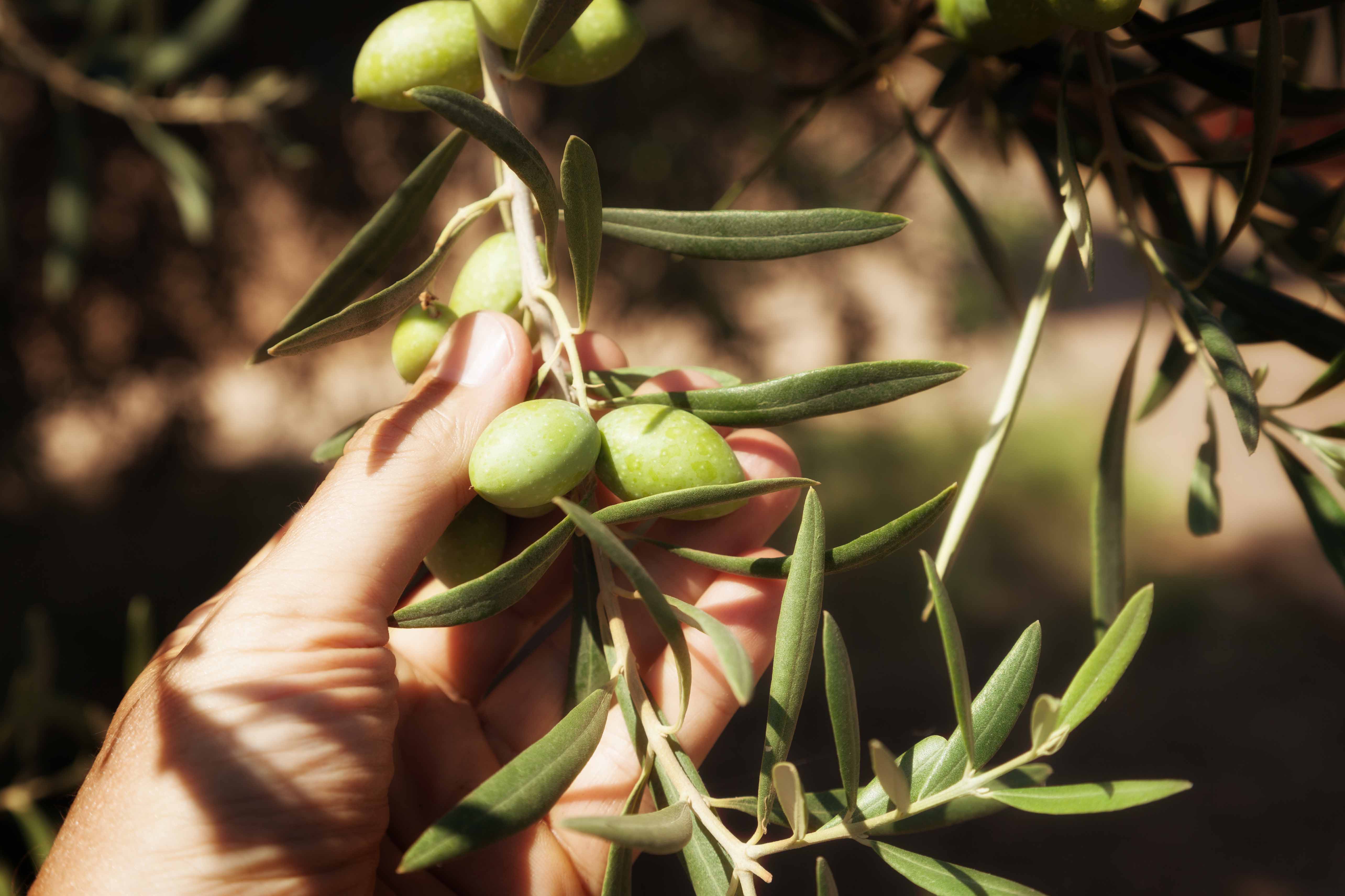 Produttore leader di 40+ prodotti agricoli di alta qualità